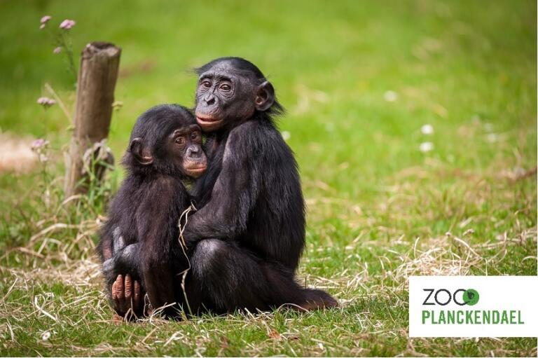 Ledenvoordelen zoo planckendael bonobos met logo